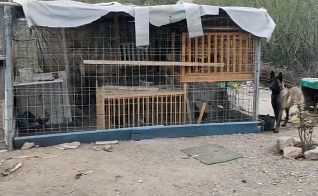 Police in Malaga break up a cockfighting ring and rescue injured birds