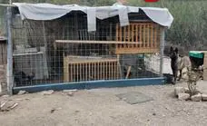 Police in Malaga break up a cockfighting ring and rescue injured birds