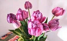 Purple tulips: spring and feminism in one bouquet