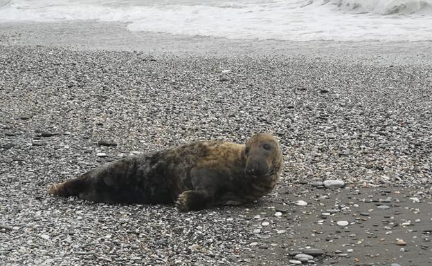 Rare seal, native to the North Atlantic and Arctic Pole, spotted along Andalusian coastline