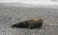Rare seal, native to the North Atlantic and Arctic Pole, spotted along Andalusian coastline