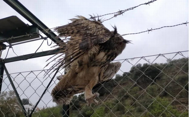 The owl was tangled up in the fence of Colmenar's sewage treatment plant 