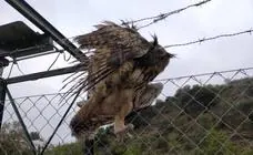 Trapped eagle owl freed from barbed-wire fence at sewage treatment plant