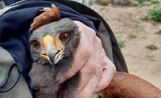Bird of prey that attacked women and children in a Spanish town is captured
