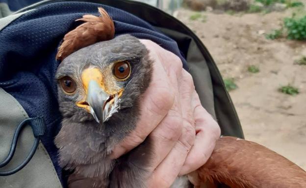 Bird of prey that attacked women and children in a Spanish town is captured