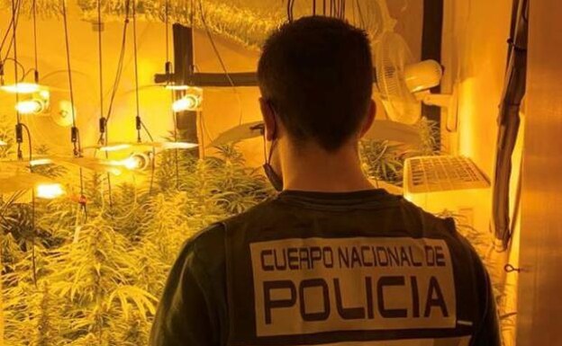 National Police sieze 196 marijuana plants and numerous weapons in raid on a flat
