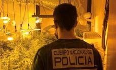 National Police sieze 196 marijuana plants and numerous weapons in raid on a flat
