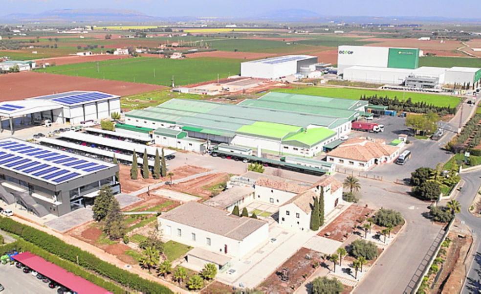 Local olive oil giant reports bumper sales