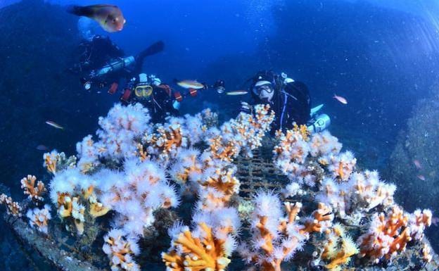 Divers introduce the new corals off La Herradura