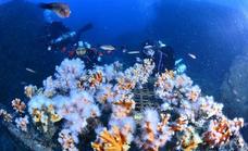 Divers start to repopulate La Herradura corals