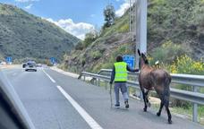This is the moment a galloping horse was safely captured on a Malaga motorway