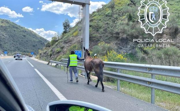 This is the moment a galloping horse was safely captured on a Malaga motorway