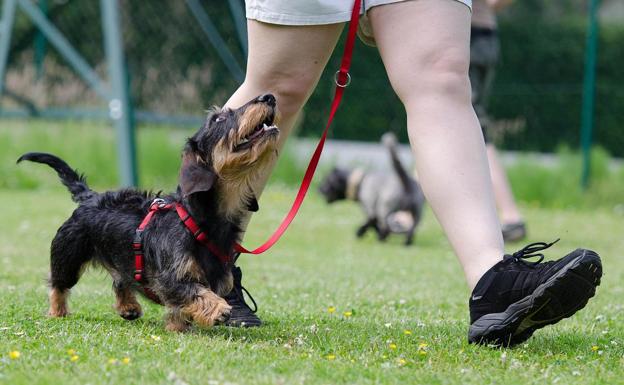 Marbella’s second Canine Congress to take place this weekend