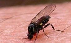 Experts warn that biting black flies could cause a public health risk in Spain this summer