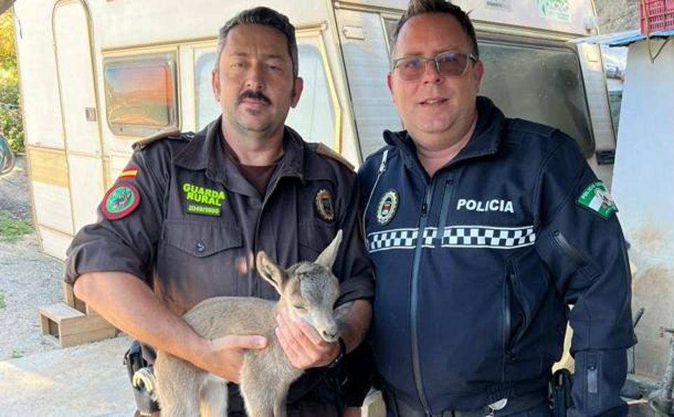 Trapped mountain goat kid rescued from dog kennel roof in Frigiliana