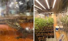 A snappy shock for police searching a Marbella cannabis club