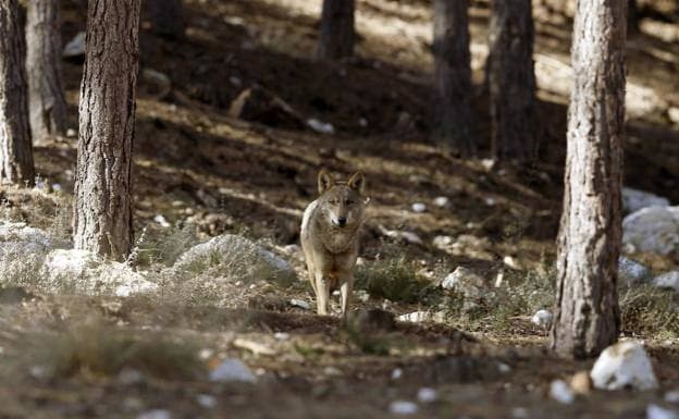 Los lobos son una especie protegida porque están en peligro de extinción. 