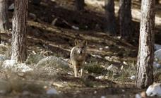 Wolf hunting will continue to be banned in Spain