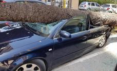 Car flattened by falling palm tree in Torremolinos