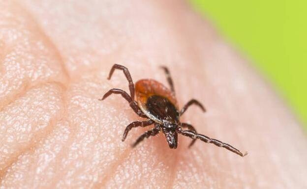 Ticks are not only found in the countryside. 