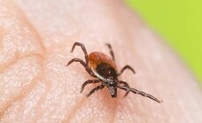 Warning from experts in Spain that ticks are an increasing health threat
