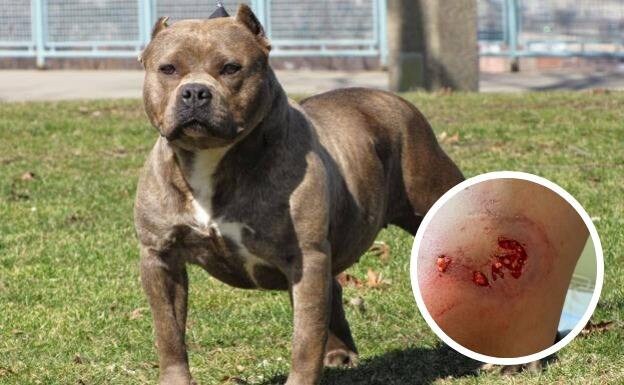 File image of a dangerous dog breed and photo of one of the victims after the attack (inset)/SUR