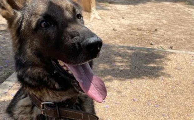 Spain's National Police search for a good home for Ator, a force dog that is retiring