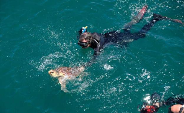 This is the 'emotional' moment two turtles were released back into the sea after life-saving care in Malaga