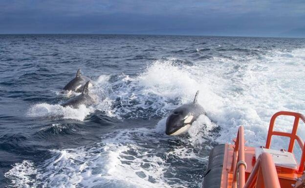File photo of orcas following a rescue ship. 