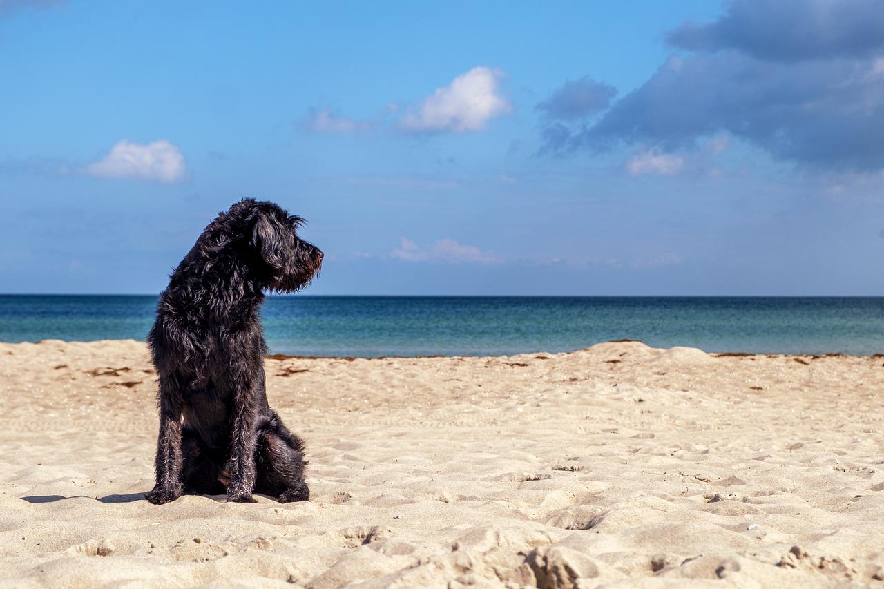 Torre del Mar dog beach reopens, bigger and better