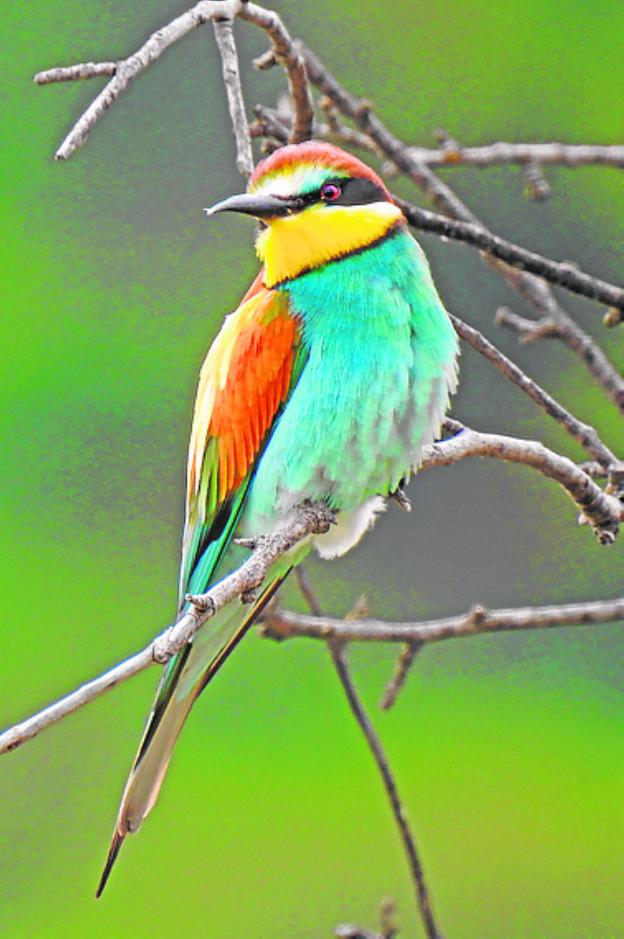 The glamorous bee-eater