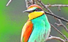 The glamorous bee-eater