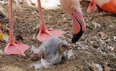 Bioparc Fuengirola welcomes the arrival of its first flamingo chicks