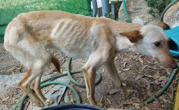 A file image of a malnourished dog