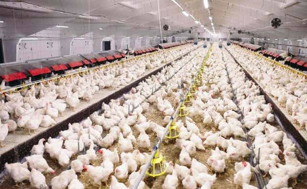 File image of chicken farm./sur