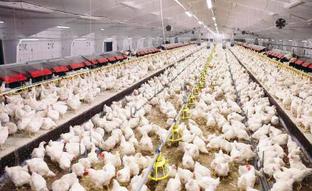 TFile image of chicken farm./sur
