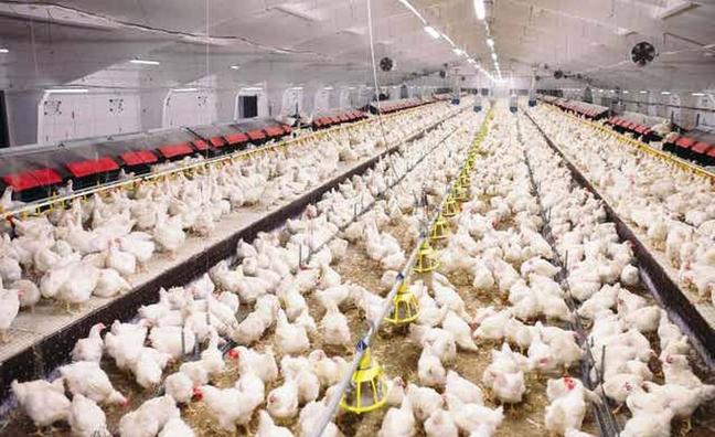 TFile image of chicken farm./sur