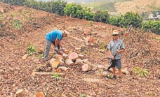 Avocado trees chopped down as Axarquía growers face 'catastrophe'