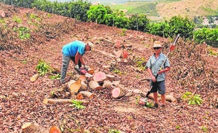 Subtropical fruit growers are being forced to cut down trees./E. CABEZAS