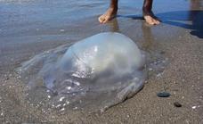 Jellyfish warning on the western beaches of the Costa del Sol