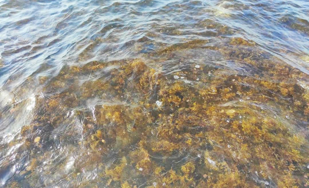 Estepona calls on central government to help with invasive seaweed problem on the Costa del Sol