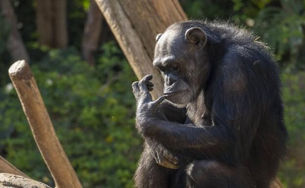 14 July - nternational Chimpanzee Day