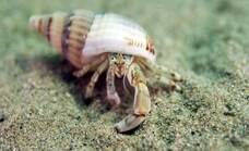 Three new crab species discovered in Andalusian waters