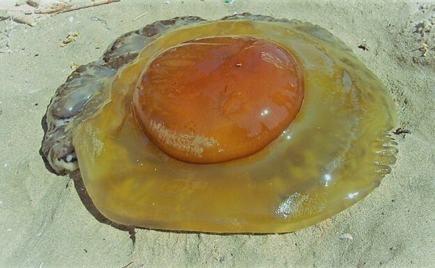 Jellyfish 'huevo frito'. 