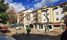 Opposition party denounces 'indiscriminate' Marbella tree felling