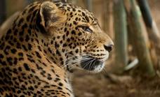 Bioparc Fuengirola mourns loss of Toñi, a leopard that it had cared for since 2005