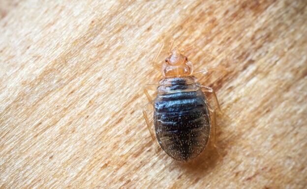 Tropical bedbug, which can potentially transmit diseases, has been detected in Spain