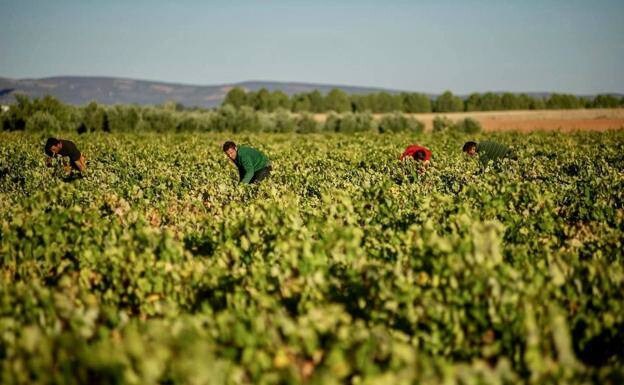 Harvesting grapes in Castilla-La Mancha 