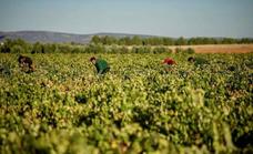 Spain's wine harvest hit by this summer's heatwaves