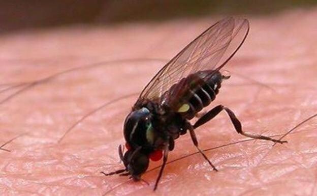 Warning over rapid spread of black fly in Spain